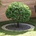 Lot de 5 bordures d'arbre acier galvanisé Ø 120 cm - 29% de remise