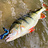 Texas & Carolina Shads / Creature Baits