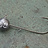 Loodkoppen Roofvissen