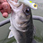 Softbaits