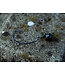 SPRO Freestyle SPRO FREESTYLE QC BOTTOM JIG