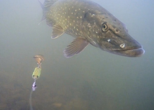 Onderwater Camera