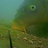 Onderwater Camera Karpervissen