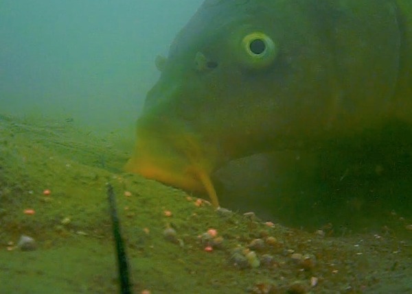 Onderwater Camera