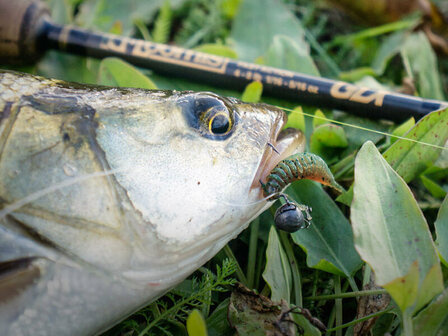 Softbaits en jigkoppen in verschillende vormen en kleuren – modern kunstaas voor snoekbaars en snoek