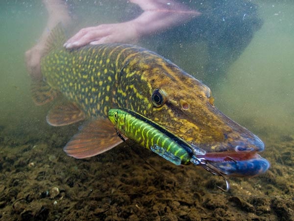 Snoek gevangen met een plug