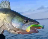 Welke hengel voor snoekbaars kiezen? Complete gids voor beginners en gevorderden