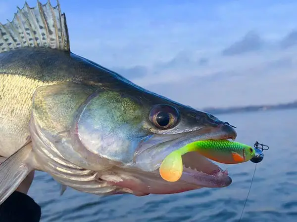 Welke hengel voor snoekbaars kiezen? Complete gids voor beginners en gevorderden