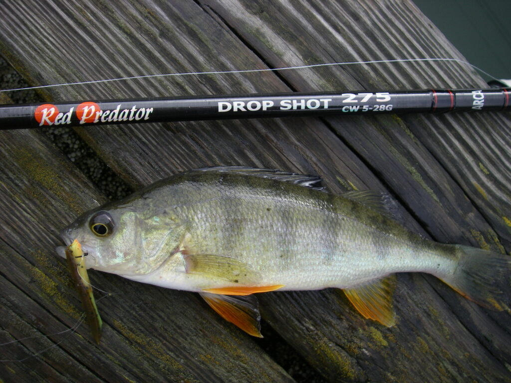 Welke hengel kiezen voor baars? Zo maak je altijd de juiste keuze