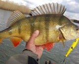 Welke molen kiezen voor baars? Zo maak je altijd de juiste keuze