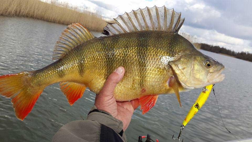Welke molen kiezen voor baars? Zo maak je altijd de juiste keuze