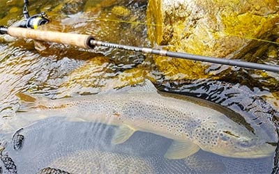 Forelhengels kopen voor het vissen op forel | FishstoreXL