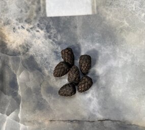 Oppio Decoratieve reserveonderdelen - DENNEAPPEL Oppio Decoratieve reserveonderdelen - DENNEAPPEL