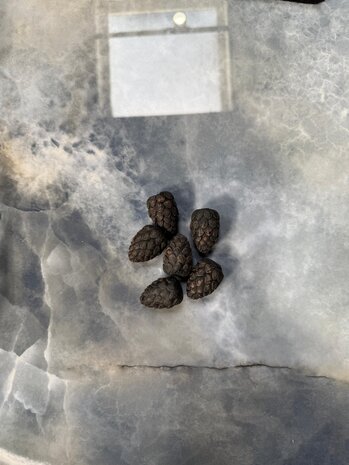 Oppio Decoratieve reserveonderdelen - DENNEAPPEL Oppio Decoratieve reserveonderdelen - DENNEAPPEL