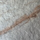 MUOZO MUOZO - SAHARA SLATE 60x120 Flexibele Wandpanelen