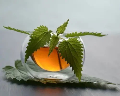 Brandnetelthee: zo voel jij je vitaler! 