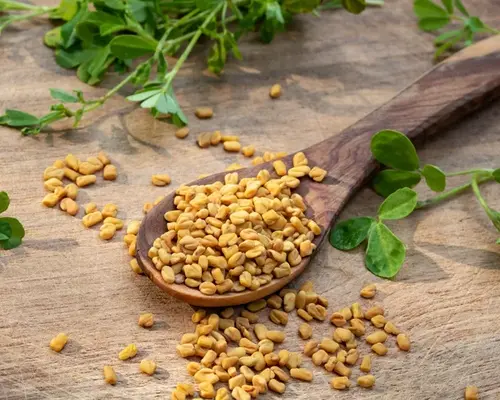 Fenegriek: Alles over dit medicinale superkuid!