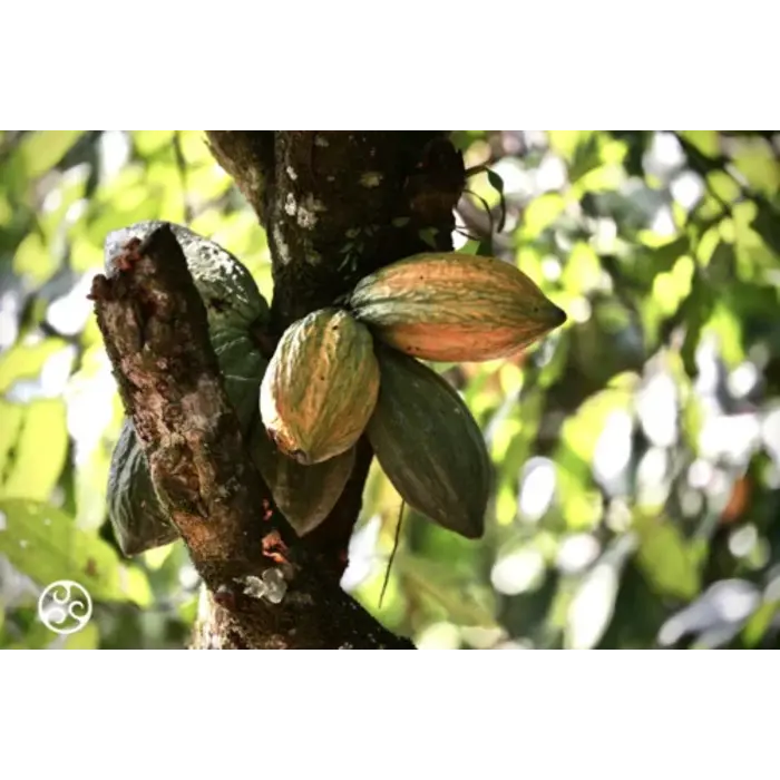 Chocolade Rocks Puur Callebaut