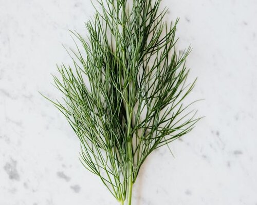 Dille, de aromatische topper van De Kruidenbaron