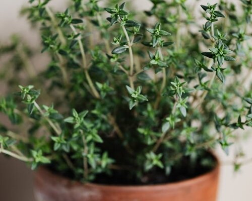 Alles wat je moet weten over tijm