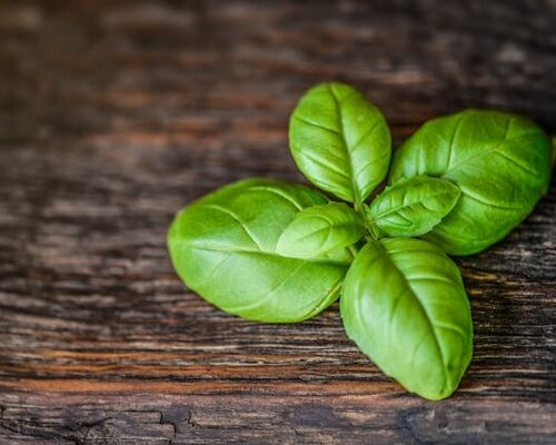 Basilicum in de keuken: alles over de smaakmaker in jouw gerechten