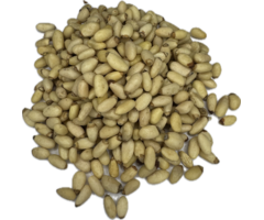 Pijnboompitten Yunnanensis