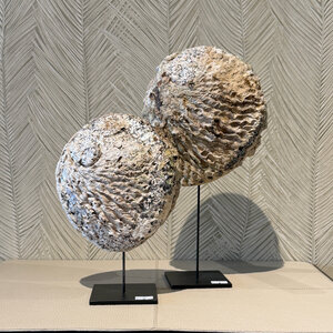 Schelp op voet Grof beige Schelp op voet Grof beige