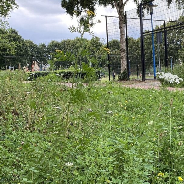 Advanta Staygreen 2 | Meerjarig