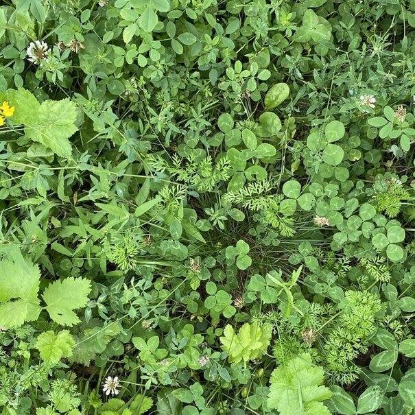 Advanta Staygreen 2 | Meerjarig
