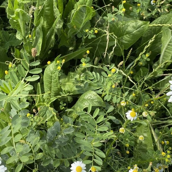 Advanta Staygreen 3 | Meerjarig