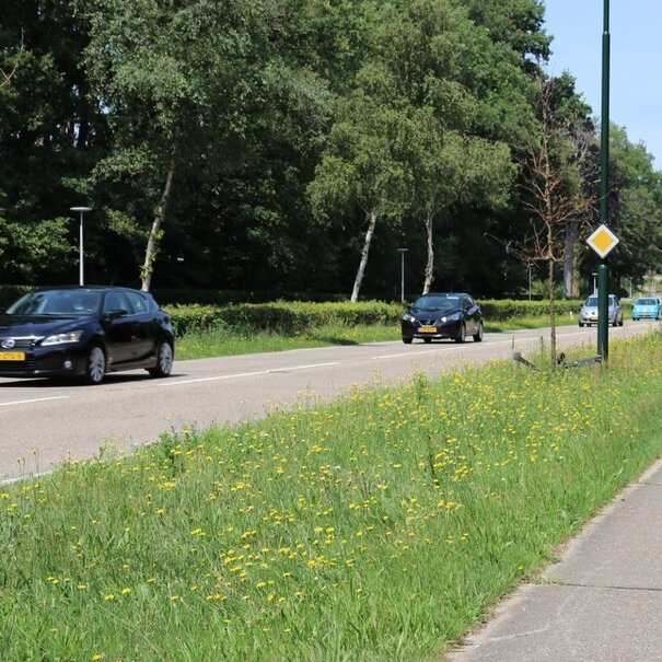 Advanta Staygreen 3 | Meerjarig