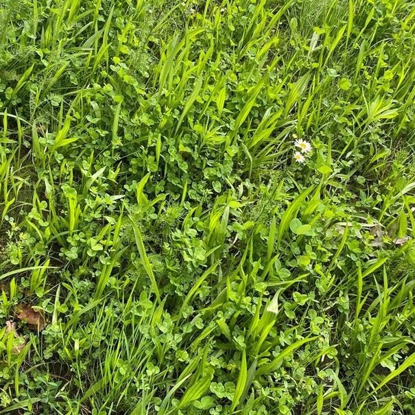 Advanta Staygreen 7 | Meerjarig