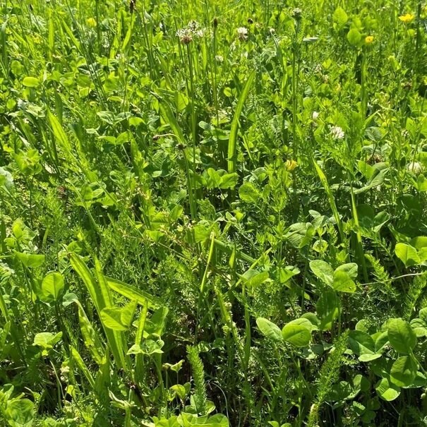 Advanta Staygreen 7 | Meerjarig
