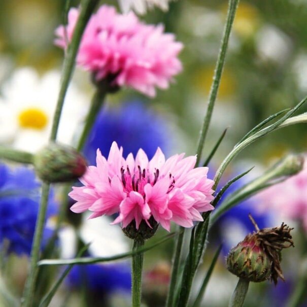 Advanta Romantic Veldbloemen 2 | Meerjarig