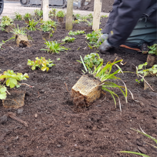 Bodemverbetering bij aan- en verplant