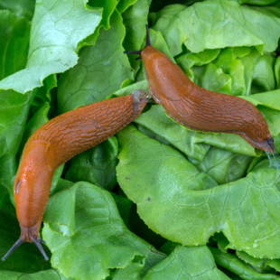 Slakken in de tuin