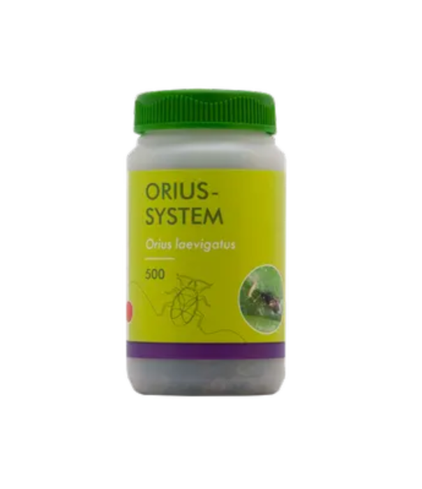 Innogreen Roofwants tegen Trips (indoor/ outdoor) | Orius-System