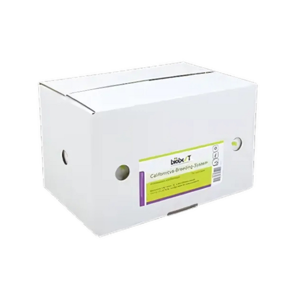 Innogreen Roofmijt tegen Spint (indoor/ outdoor) | Californicus-Breeding-System