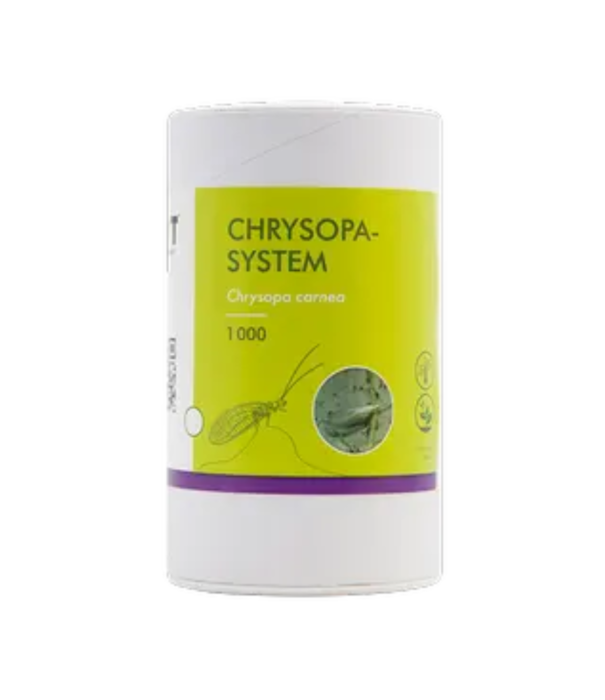 Innogreen Gaasvlieg tegen Wolluis