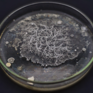 Fosfaat vrijmakende bacterieën