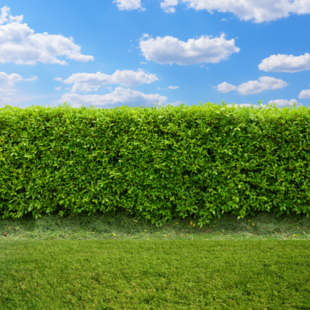 Hagen vaak ondergewaardeerd