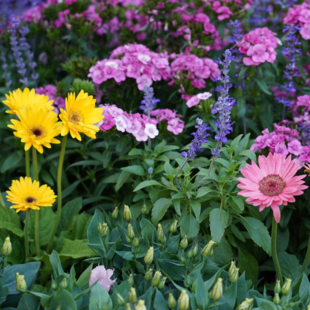 Aantrekkelijke bloemen