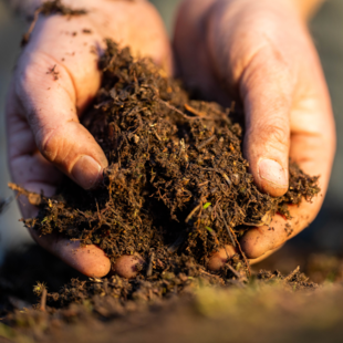 Bodembiodiversiteit vergroten