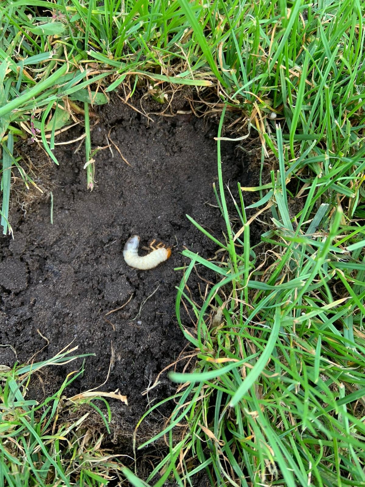 HERFST | Aaltjes tegen engerlingen & emelten