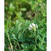 EcoGazon | Openbaar groen & particuliere tuinen