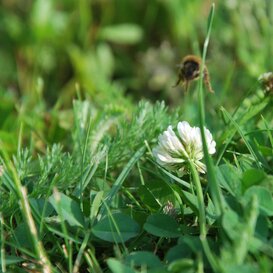 EcoGazon | Openbaar groen & particuliere tuinen