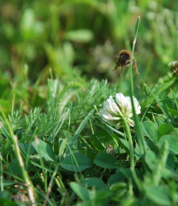 Advanta EcoGazon | Openbaar groen & particuliere tuinen