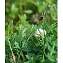 EcoGazon | Openbaar groen & particuliere tuinen
