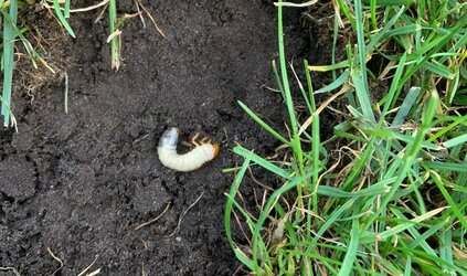 HERFST | Aaltjes tegen engerlingen & emelten