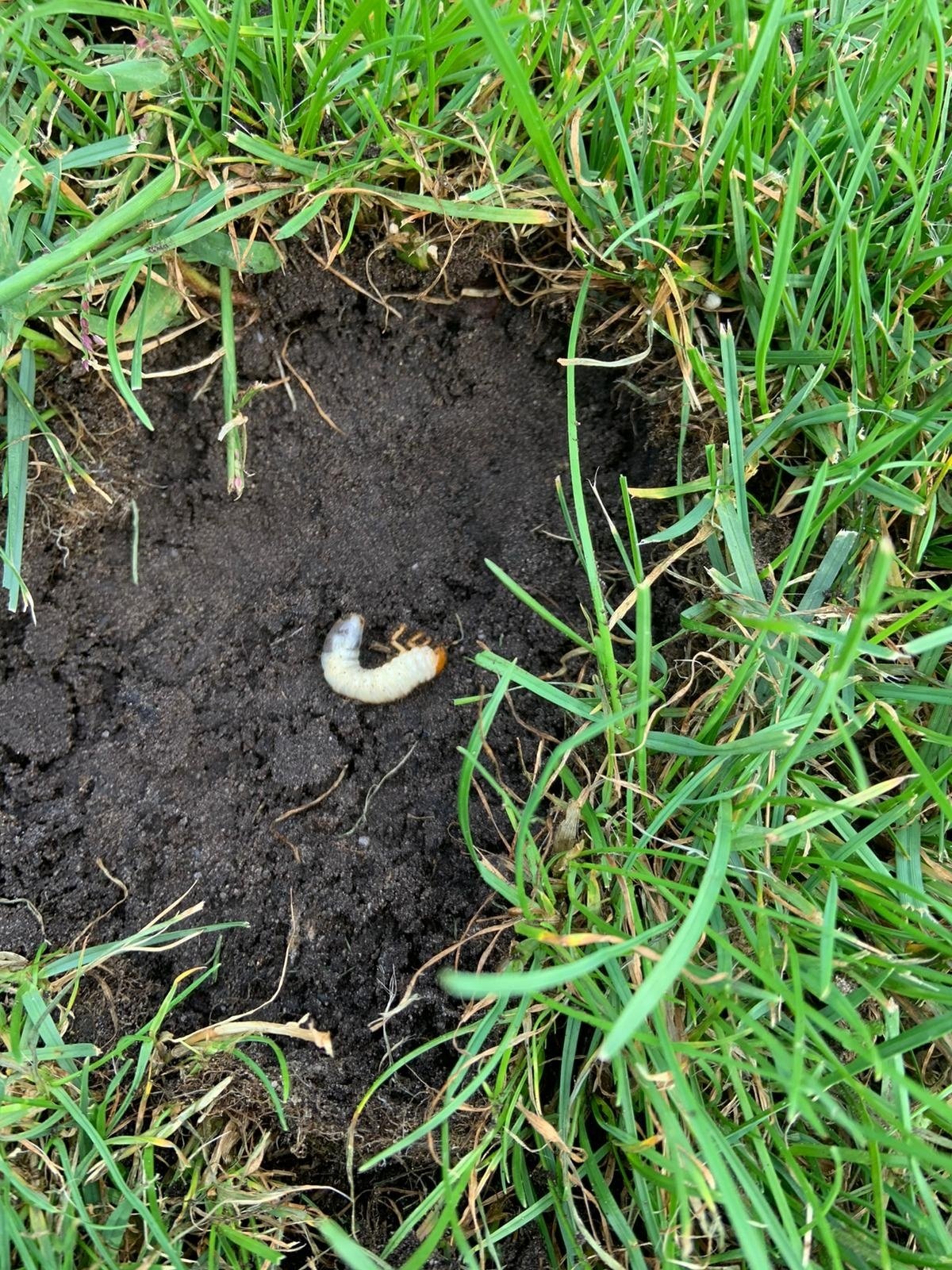 HERFST | Aaltjes tegen engerlingen & emelten
